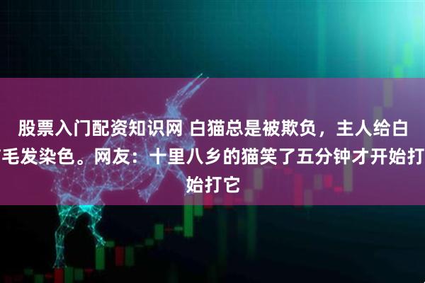 股票入门配资知识网 白猫总是被欺负，主人给白猫毛发染色。网友：十里八乡的猫笑了五分钟才开始打它